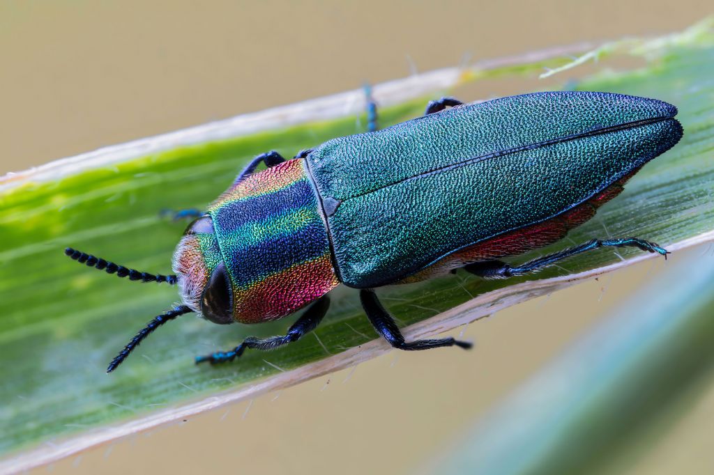 Buprestidae - femmina di Anthaxia hungarica